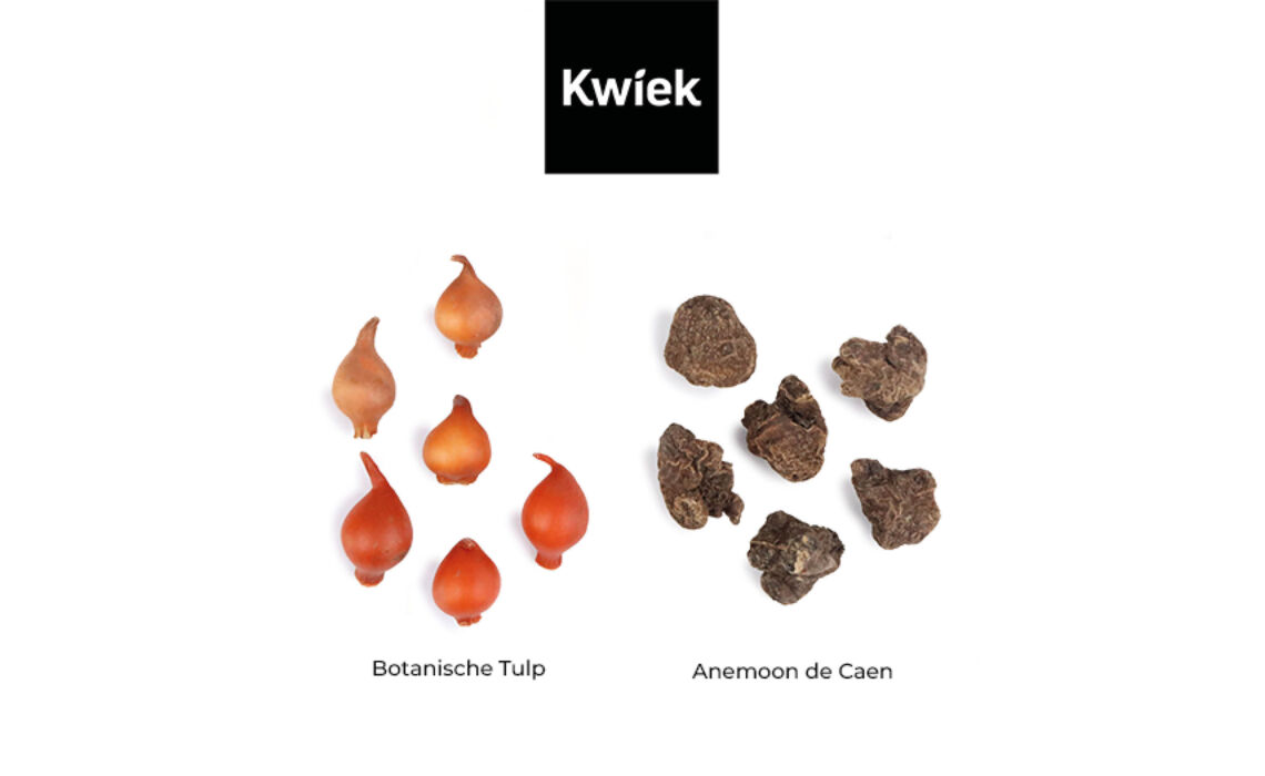 BC-BKB anemonen Bloembollen in kraft buideltje sfeer