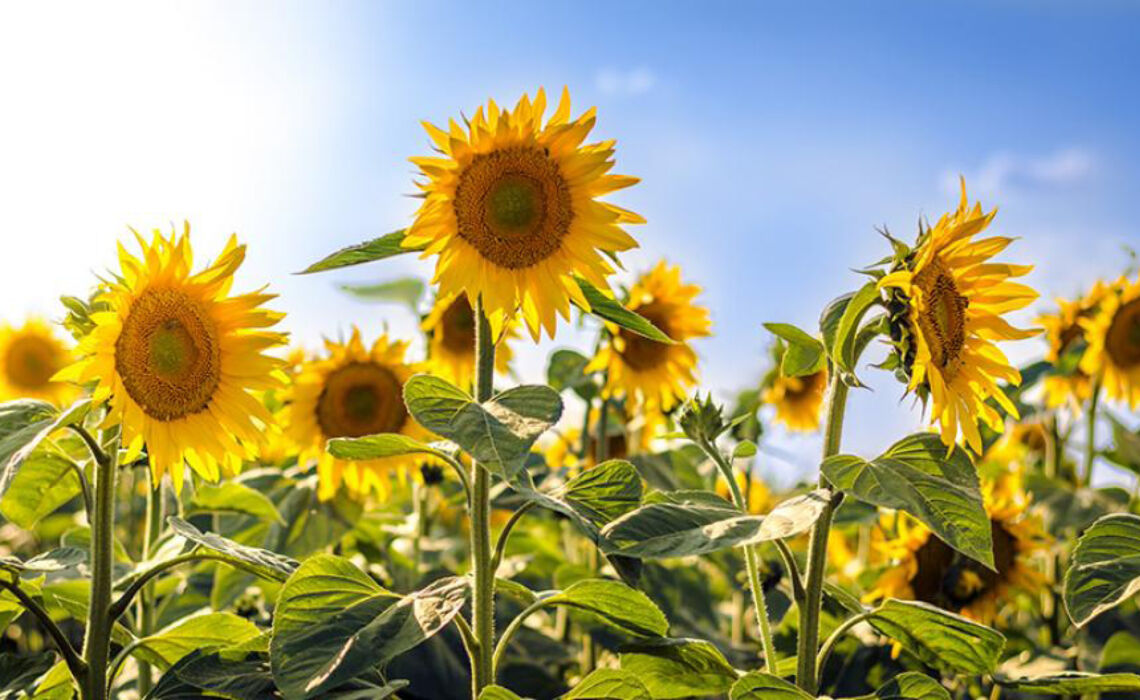 BA-20019 Kraftzak zonnebloem zaadjes SFEER