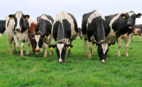 VT-3409 Koeiendrop melkverpakkingsfeer