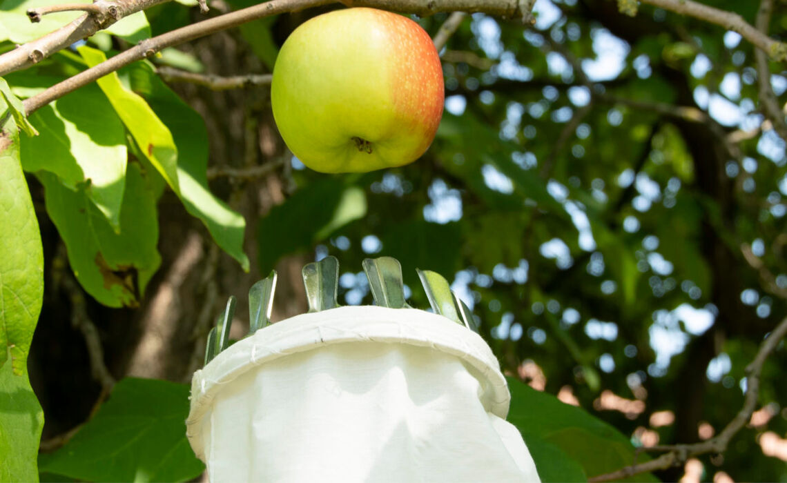 Appelplukker_1.jpg