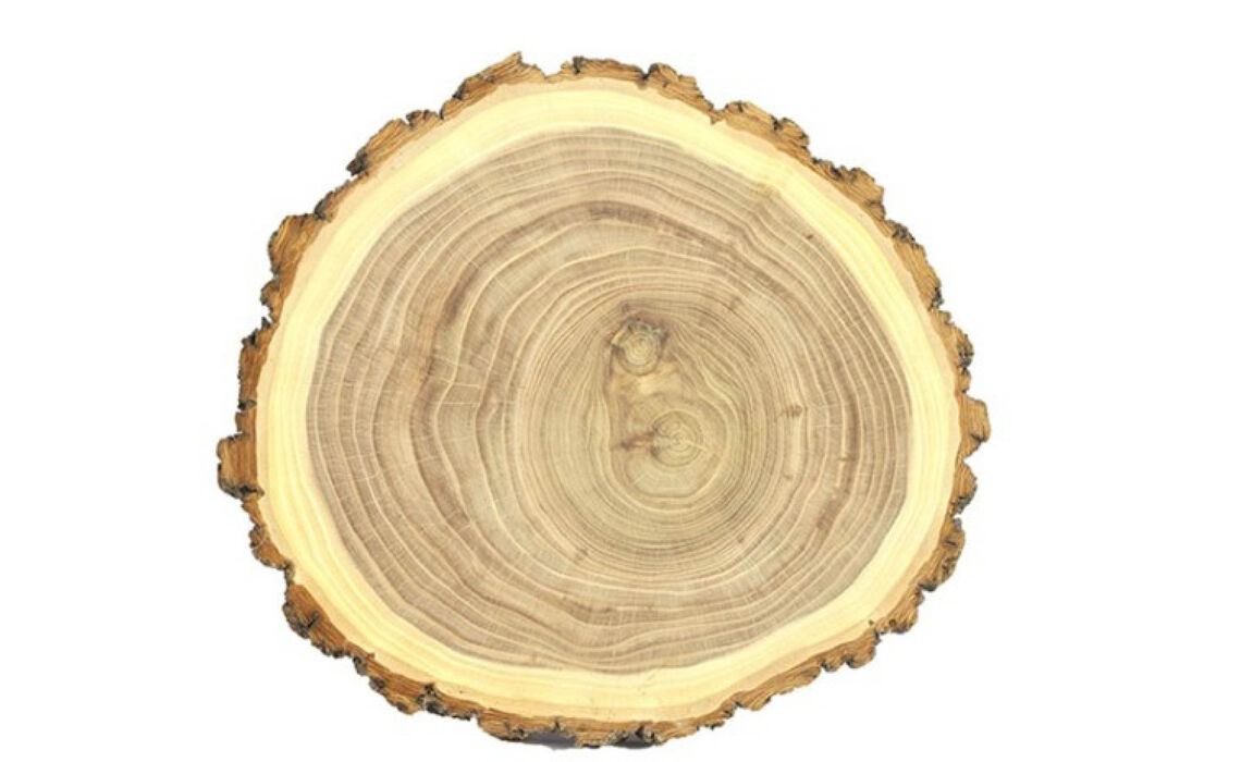 Boomschijf XL 1 DS-776201