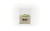 FC-GKGAB Green Apple Bite S_ Geurkaars Fiola Candle s