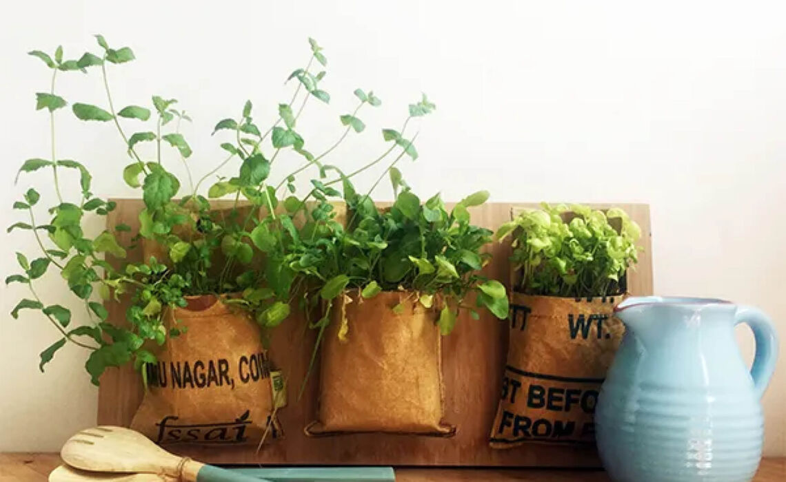 SW-728 Citroenmelisse Hangtuintje thee sfeer